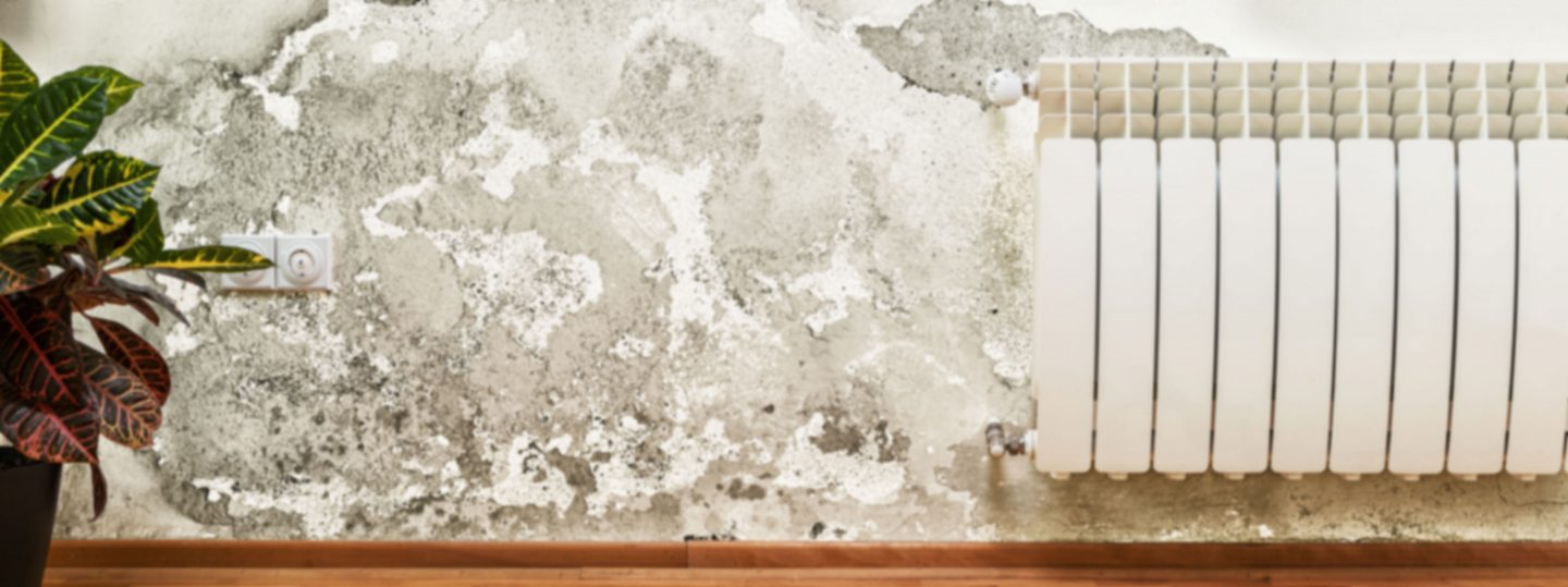 Mold Damage Removal and Remediation